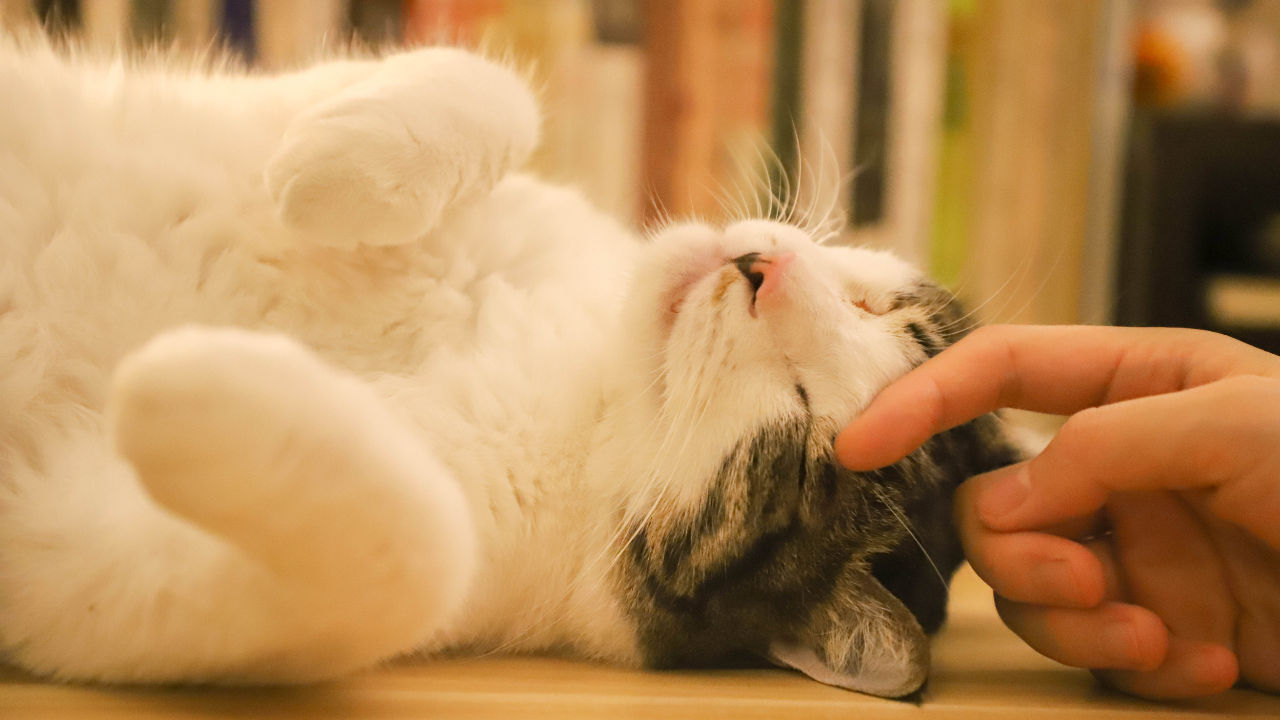 Ciência demonstra que conviver com os gatos reduz a ansiedade