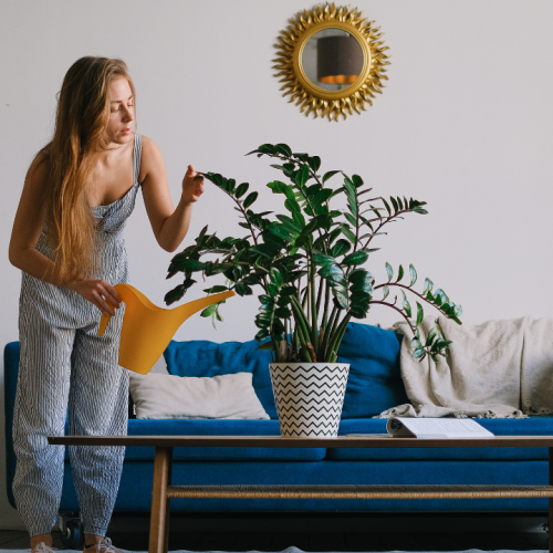 Purifique o ar da sua casa com essas plantas