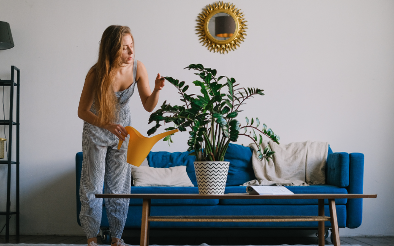Purifique o ar da sua casa com essas plantas