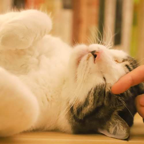 Ciência demonstra que conviver com os gatos reduz a ansiedade