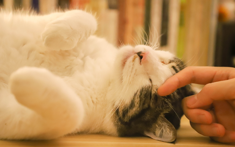 Ciência demonstra que conviver com os gatos reduz a ansiedade