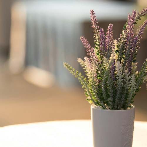 Cultive lavanda e perfume a sua casa