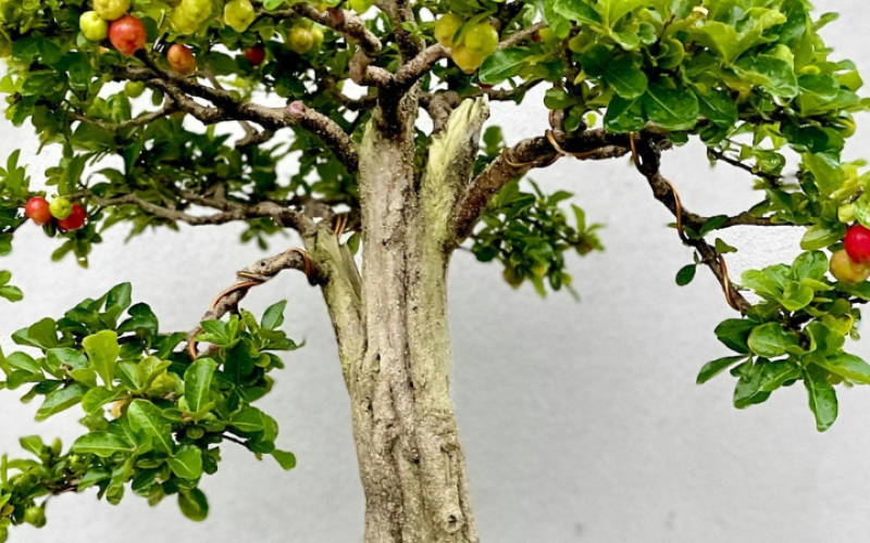 Cultive lavanda e perfume a sua casa