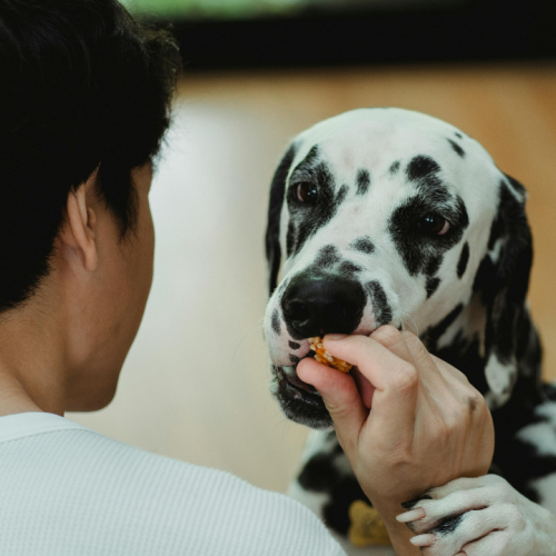 O que dizem os especialistas sobre a alimentação de cães e gatos