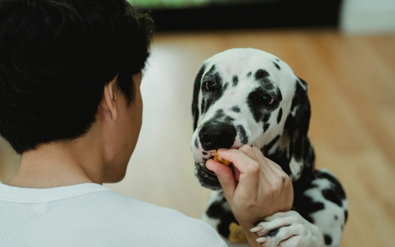 O que dizem os especialistas sobre a alimentação de cães e gatos