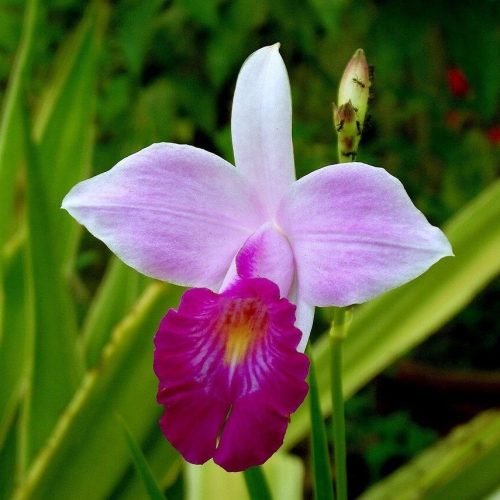 Descubra como é fácil cultivar a orquídea-bambu