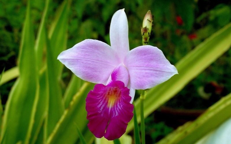 Descubra como é fácil cultivar a orquídea-bambu