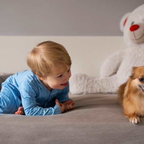 Dicas de como preparar o seu CÃOpanheiro para a chegada do bebé