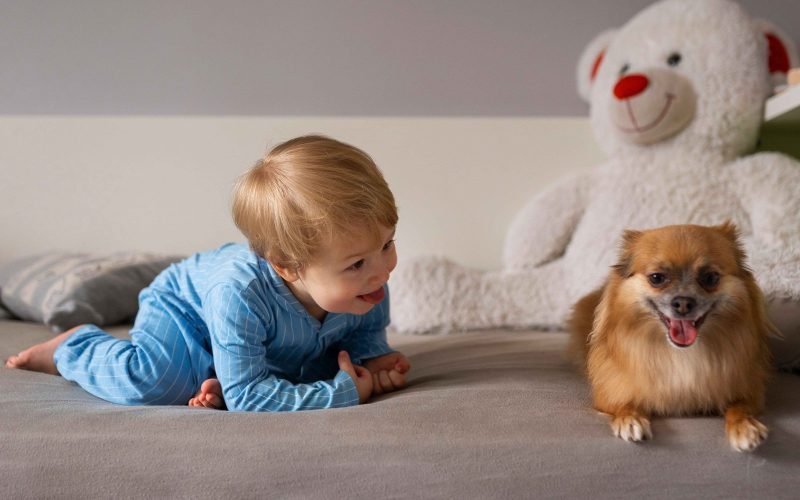 Dicas de como preparar o seu CÃOpanheiro para a chegada do bebé